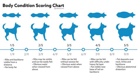  Moreover, regular weigh-ins can also prevent obesity, which is a common problem among dogs